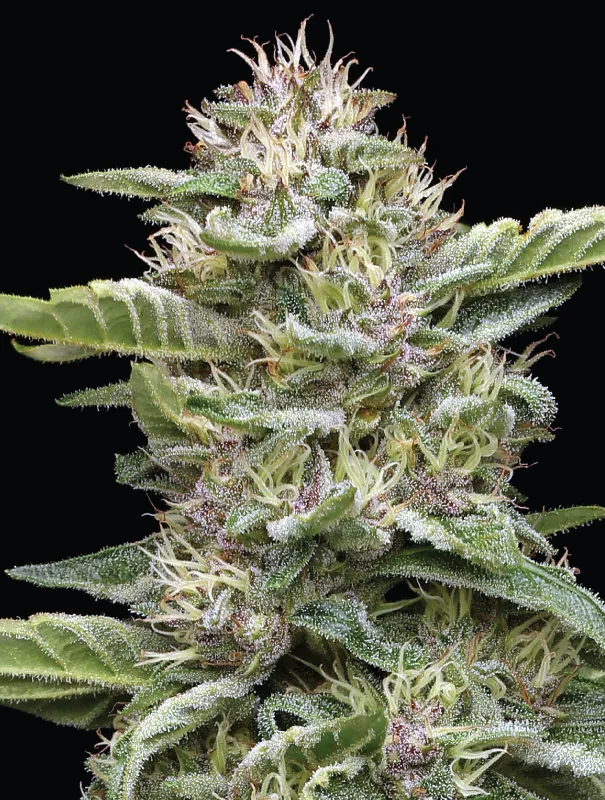 Garlic Budder cannabis Strain