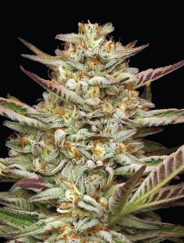 Gazzurple Cannabis Strain