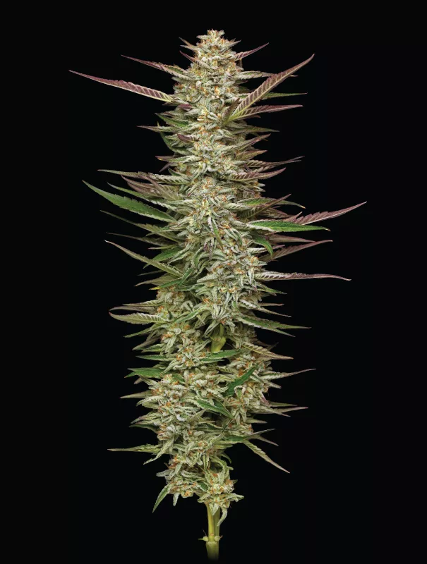 Gazzurple Cannabis Strain