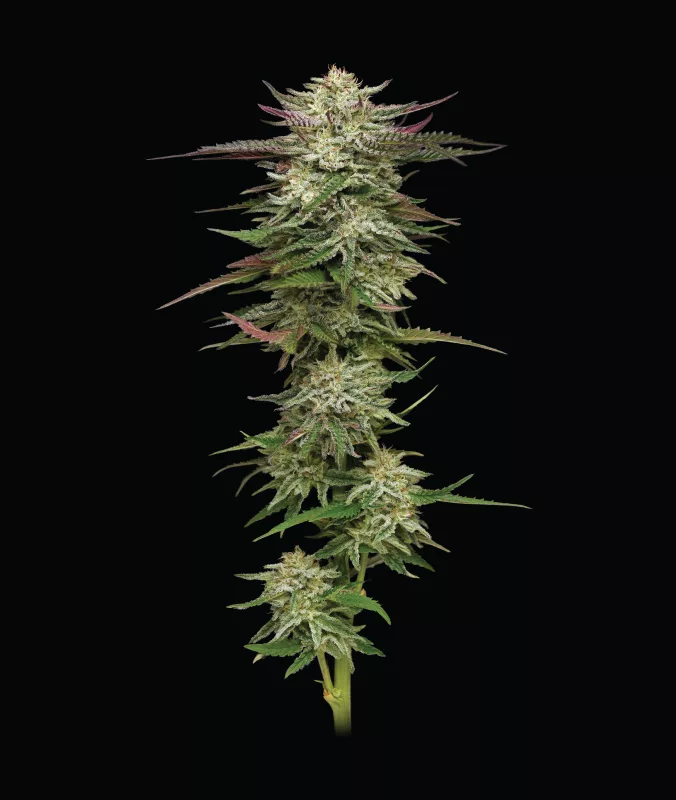 Humboldt Headband Cannabis Strain