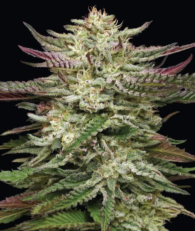 Humboldt Headband Cannabis Strain