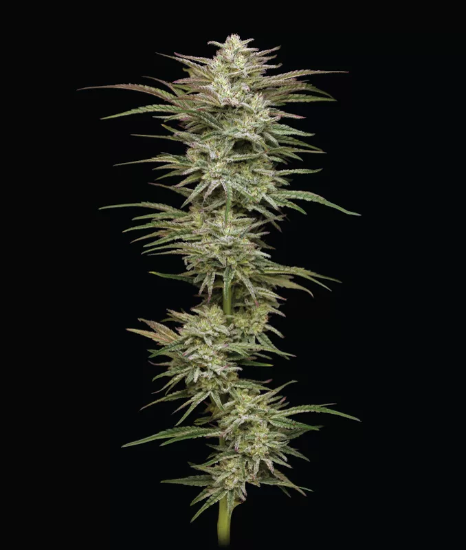Jelly Donutz Cannabis Strain