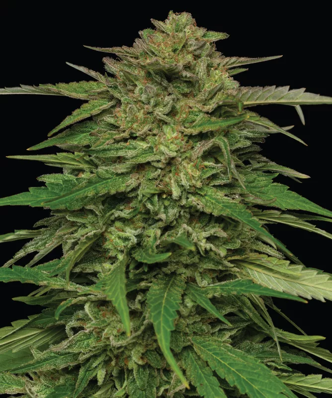 Mango Sherbert Cannabis Strain