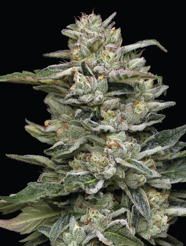 Nutter Budder Cannabis-Sorte
