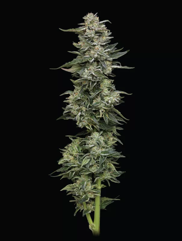Nutter Budder Cannabis-Sorte