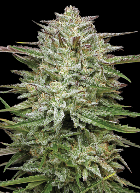 Pound town autoflower cannabis strain