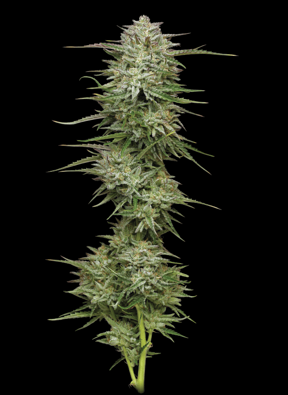 Pound town autoflower cannabis strain