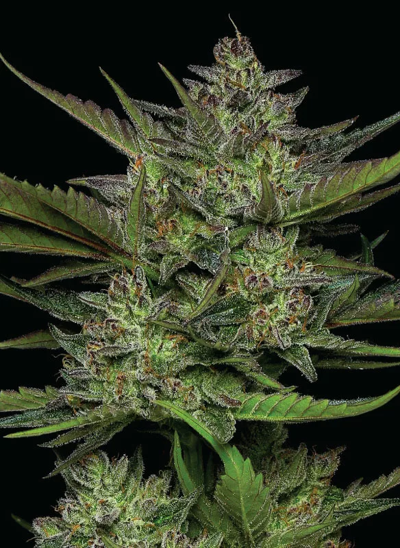 Sour Apple Cannabis Strain