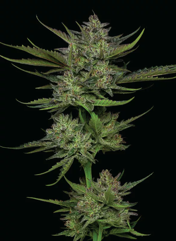 Sour Apple Cannabis Strain
