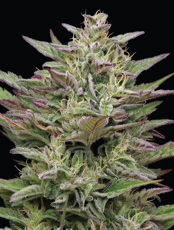 Trainwreck Cannabis Strain