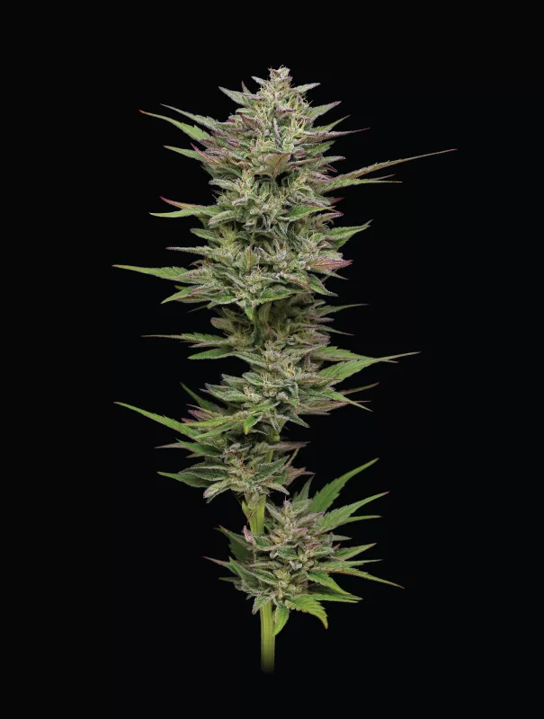 Trainwreck Cannabis Strain