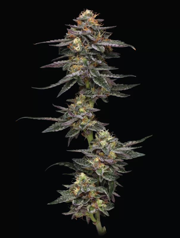 Vanilla Frosting Cannabis Strain