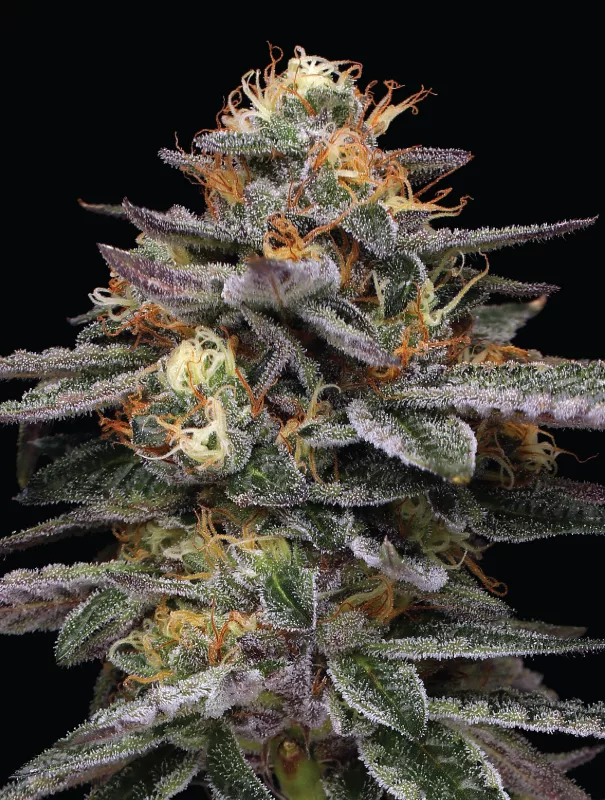 Vanilla Frosting Cannabis Strain