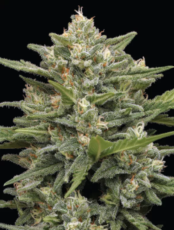 Vanilla Latte Cannabis Strain