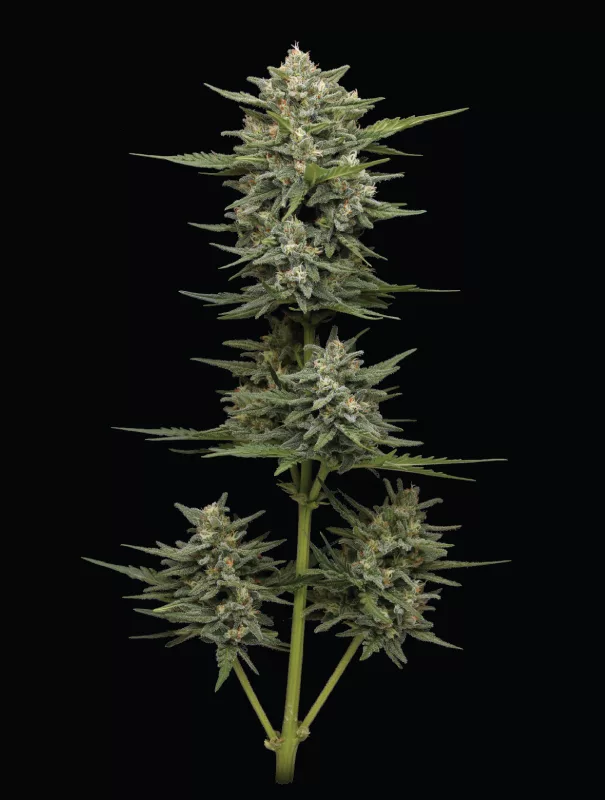 Vanilla Latte Cannabis Strain