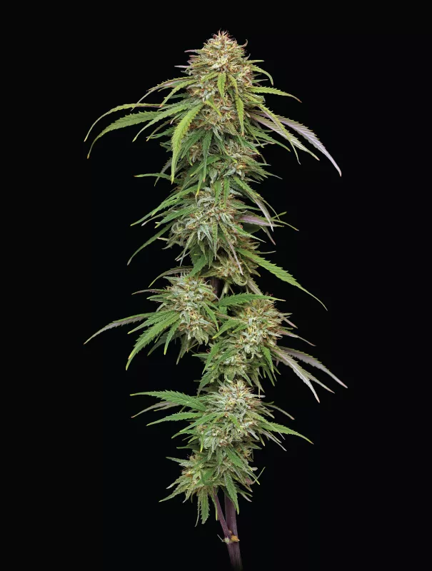 Eds Super High Life Variedad de Cannabis