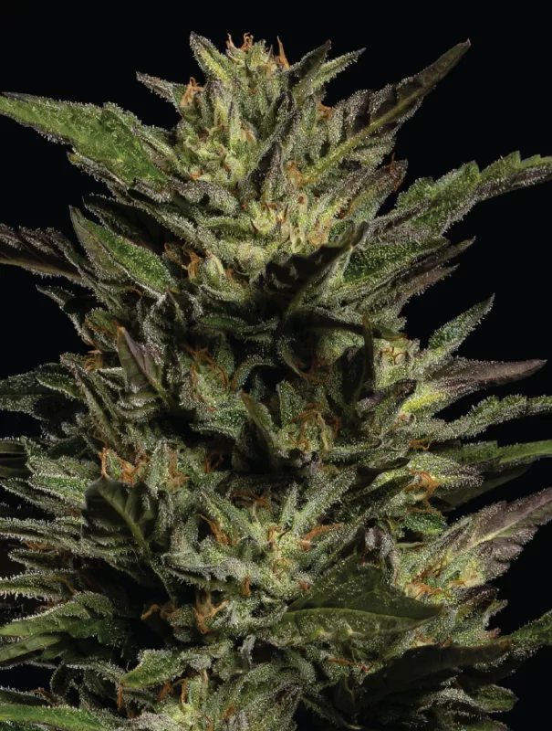 Pistachio Cannabis Strain