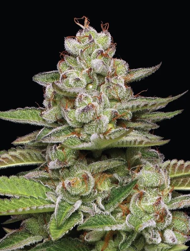Poddy Mouth Cannabis Strain