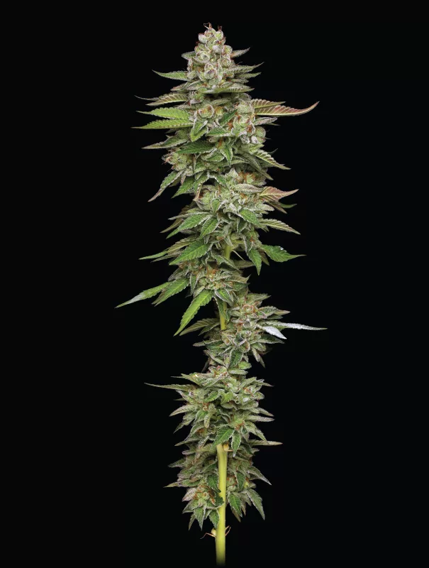 Poddy Mouth Cannabis Strain