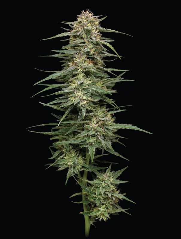 Raspberry Parfait Cannabis Strain