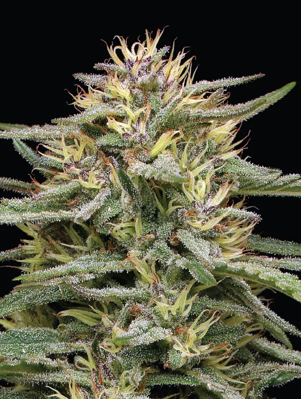 Raspberry Parfait Cannabis Strain