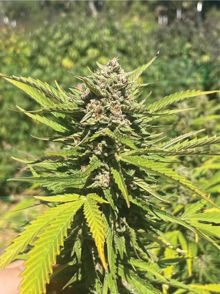 Banana Melt live plant and flower shot by humboldt seed company
