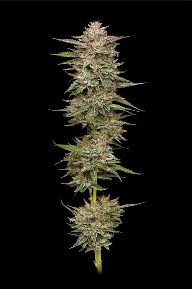 Banana OG live cannabis plant with multiple bud sites on tall branch shot in studio on black backdrop