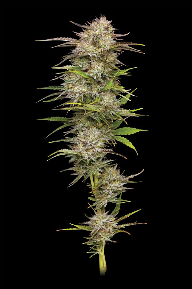 California Haze Gras Fotografie mit gelben Haaren und extra großen Blüten in grün und rosa lila Farbe Schuss auf einem schwarzen Hintergrund