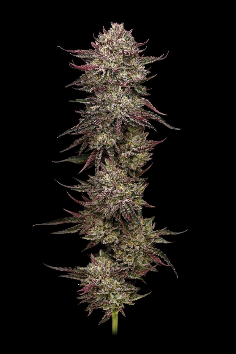 Souche de marijuana Chicken and Wafflez plante vivante fleur avec des bourgeons géants sur une tige épaisse