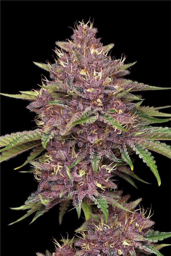 Purpz Flower Photo in colorful hues ranging from deep violet to lighter lavender and red with yellow and cyan hairs