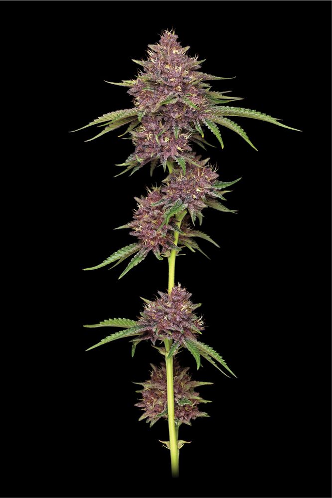 Fleur Purpz taillée et sur la tige avec des fleurs violettes et des feuilles en éventail saines