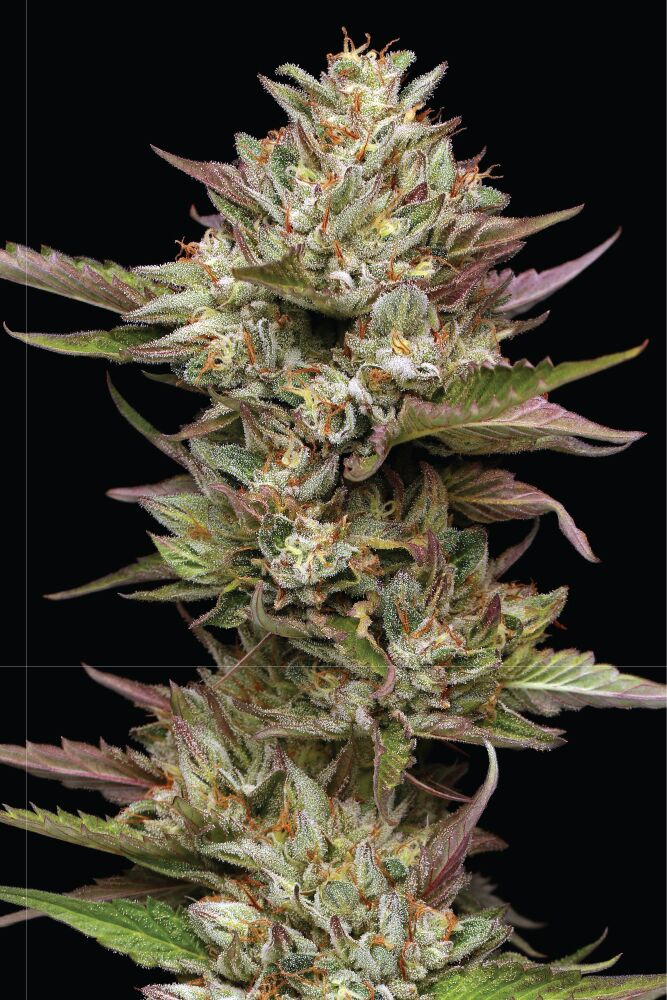 Moon Fog marijuana Flower giant coala with pink and green coloring and trichome crystals shot on a black background