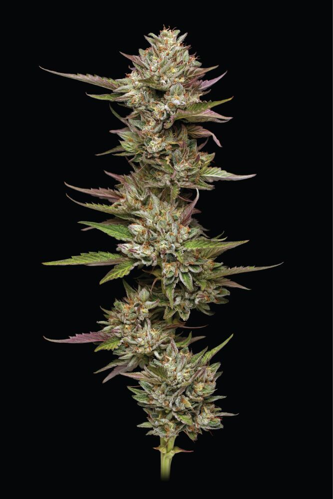 Moon Fog cannabis strain Flower shoing pink and green coloring over a black background