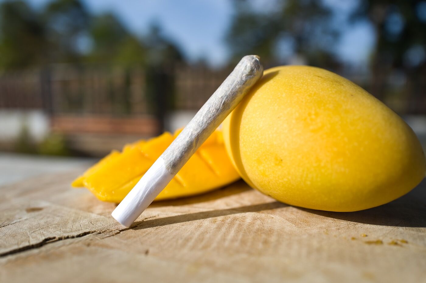 a cannabis joint resting on a yellow mango next to a cut mango on a log