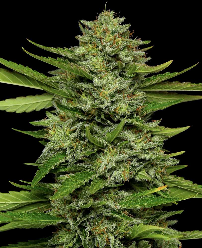 BigfootGlue Bigfoot Glue