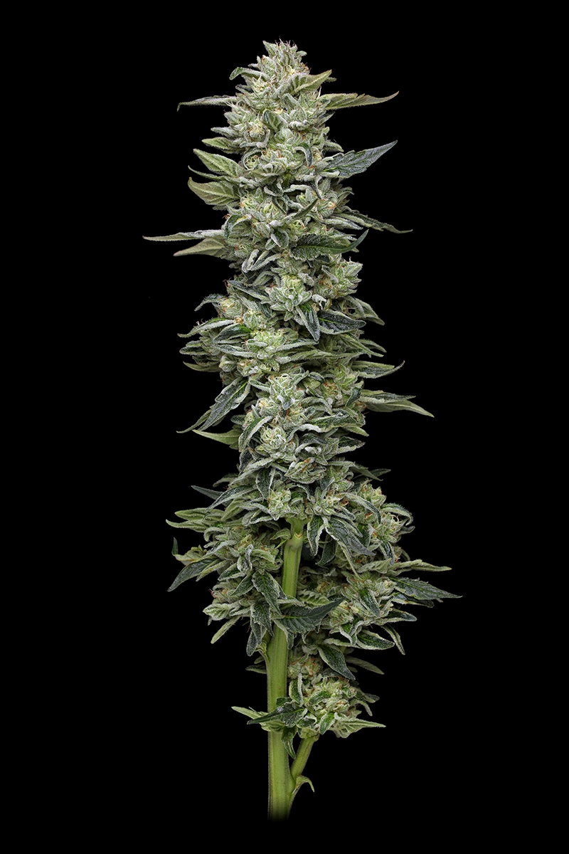 Honey Bear Strain Flower Photo