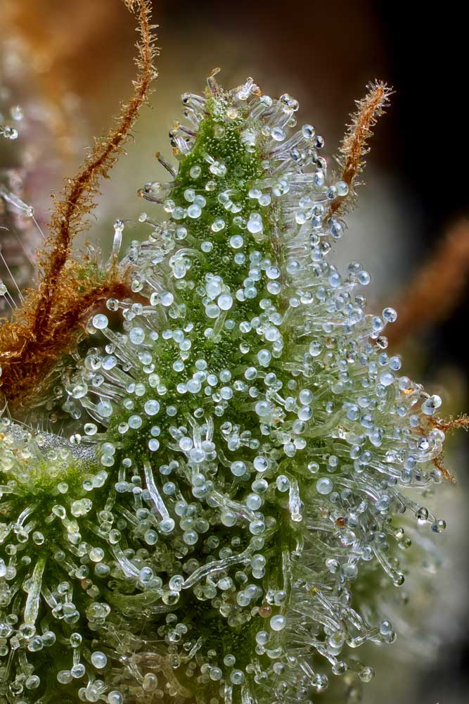 The Mighty Upsetter macro shot