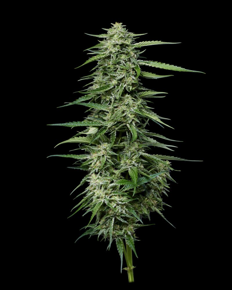 Blaubeer-Honig-Top-Cola