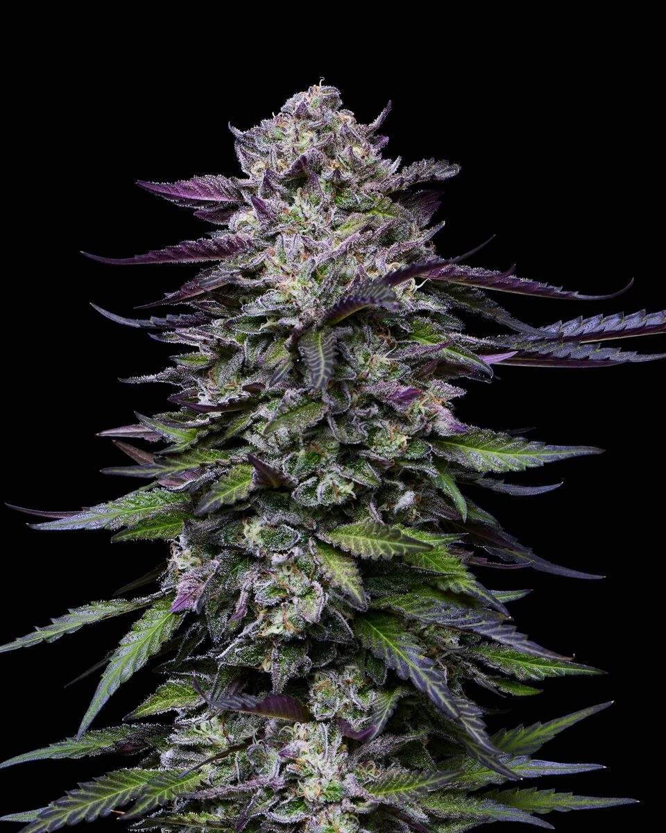 Candy Hustle Gefeminiseerde Cannabiszaden - Cannabiszaden