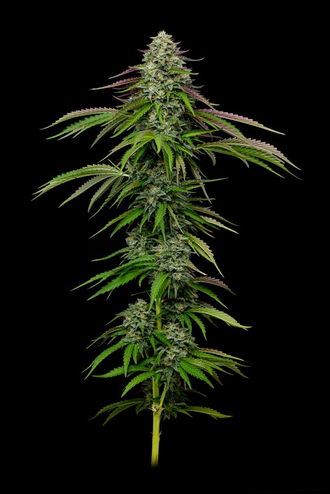 garlic budder cannabis top cola