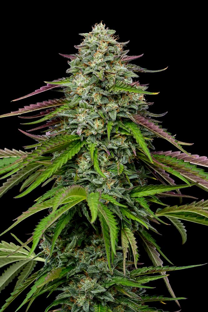 Garlic Budder auto cannabis flower shot
