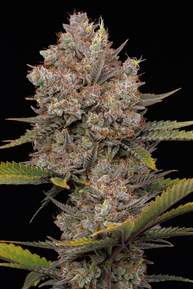 Hella Jelly Auto Cannabisblüte Foto