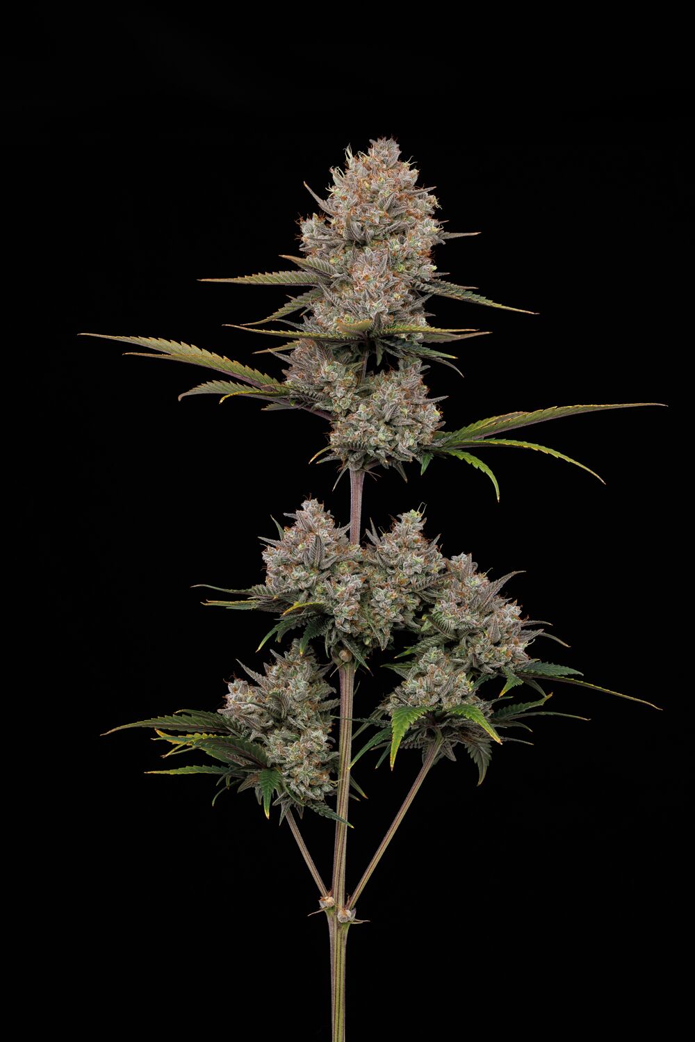 Hella Jelly Autoflower Cannabisblüten