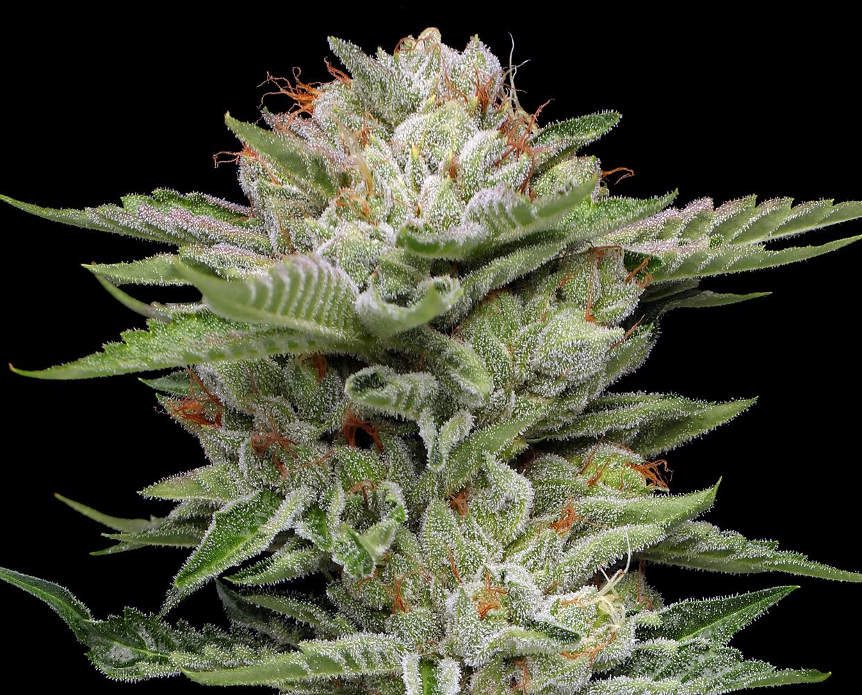 Nahaufnahme einer V-Auto-Cannabisblüte