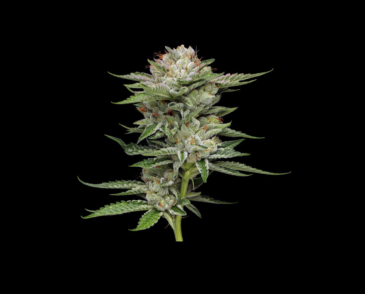 V-Auto Cannabisblütenfotografie