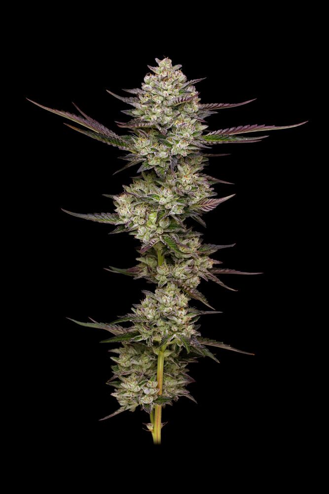 puff pastry cannabis top cola
