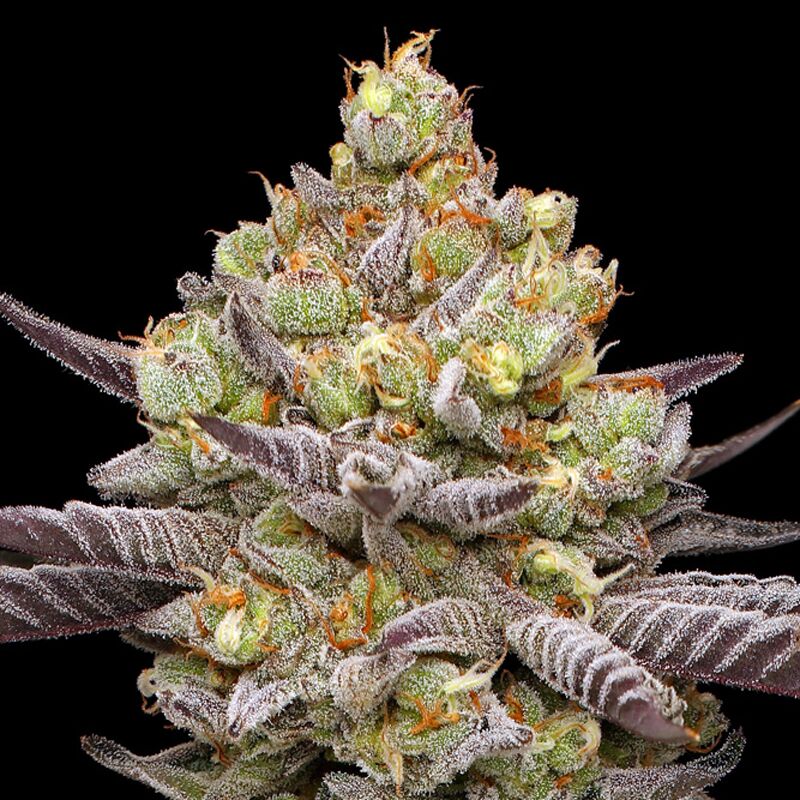 Feminized Cannabis Seeds - Shop Online | Humboldt Seed Co.