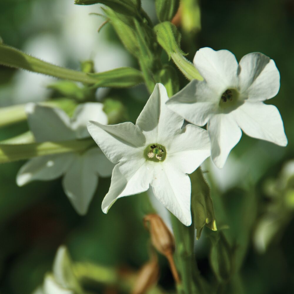 Aztec Nicotiana Garden Seeds Aztec Nicotiana Garden Seeds