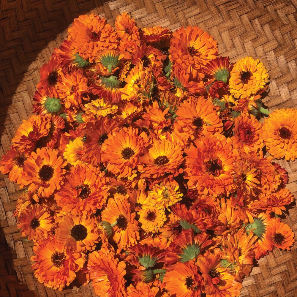 Calendula Flowers Calendula Flowers