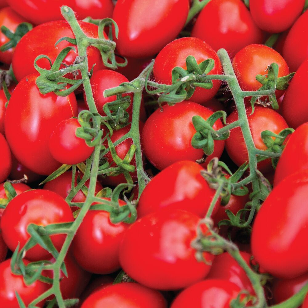 San Marzano Tomato San Marzano Tomato